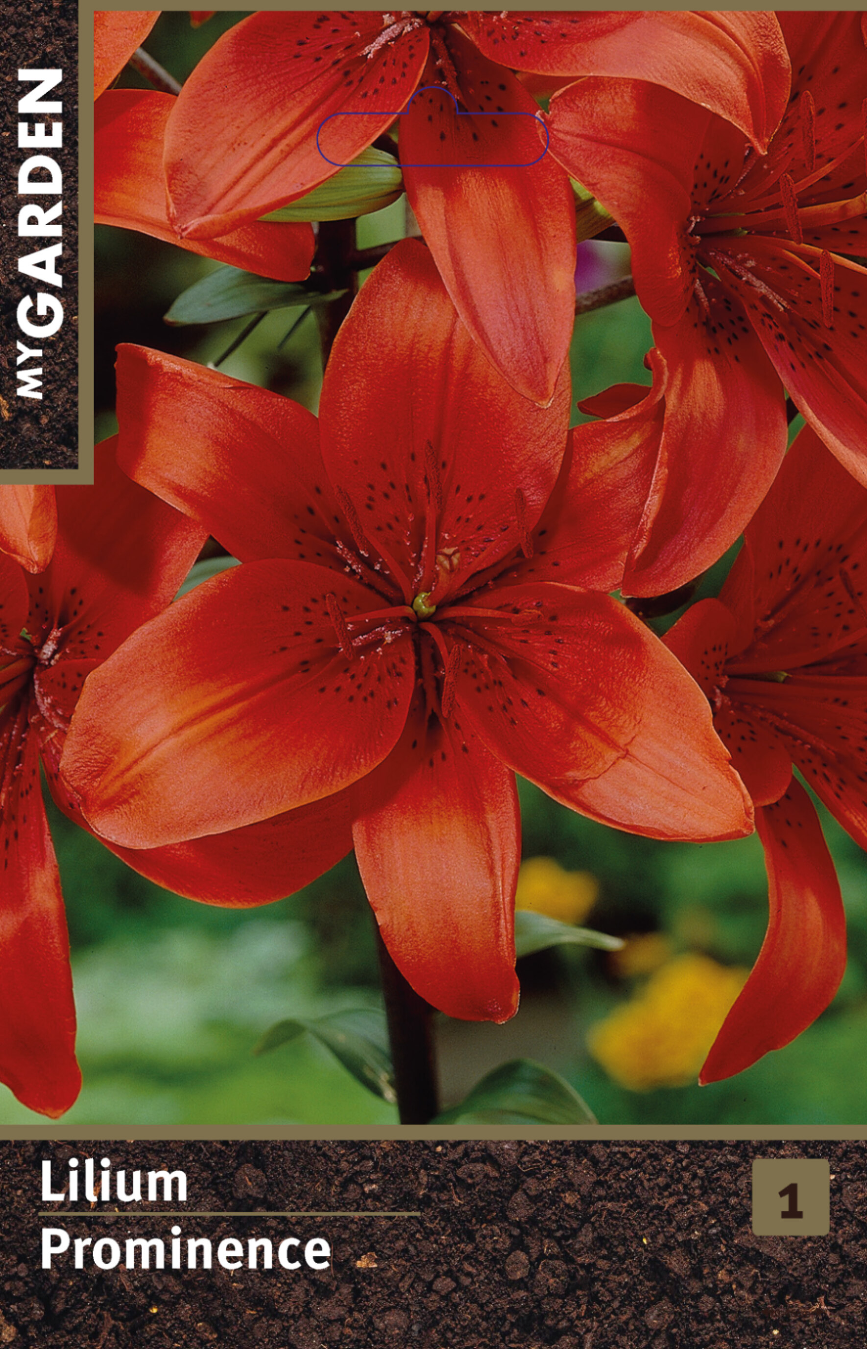 Лилия азиатская Проминэнс